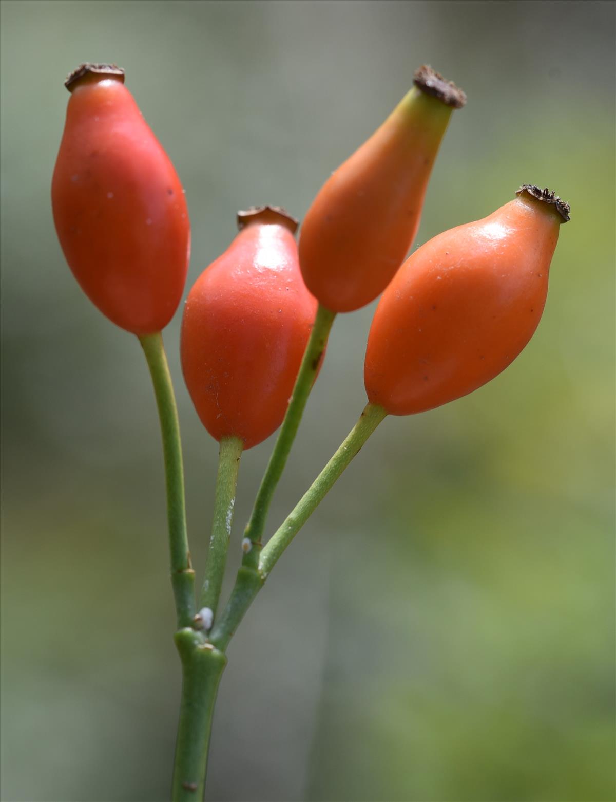 Rosa agrestis (door Jan Klinckenberg)